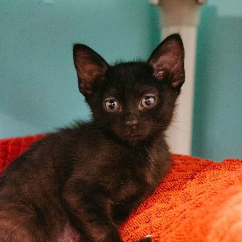 A baby medium-sized female Black Domestic Short Hair cat named Mermaid for adoption in Jackson, WY