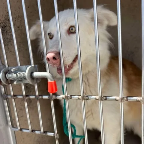 An adult medium-sized female Golden Australian Shepherd dog named Lotti for adoption in Bastrop, TX