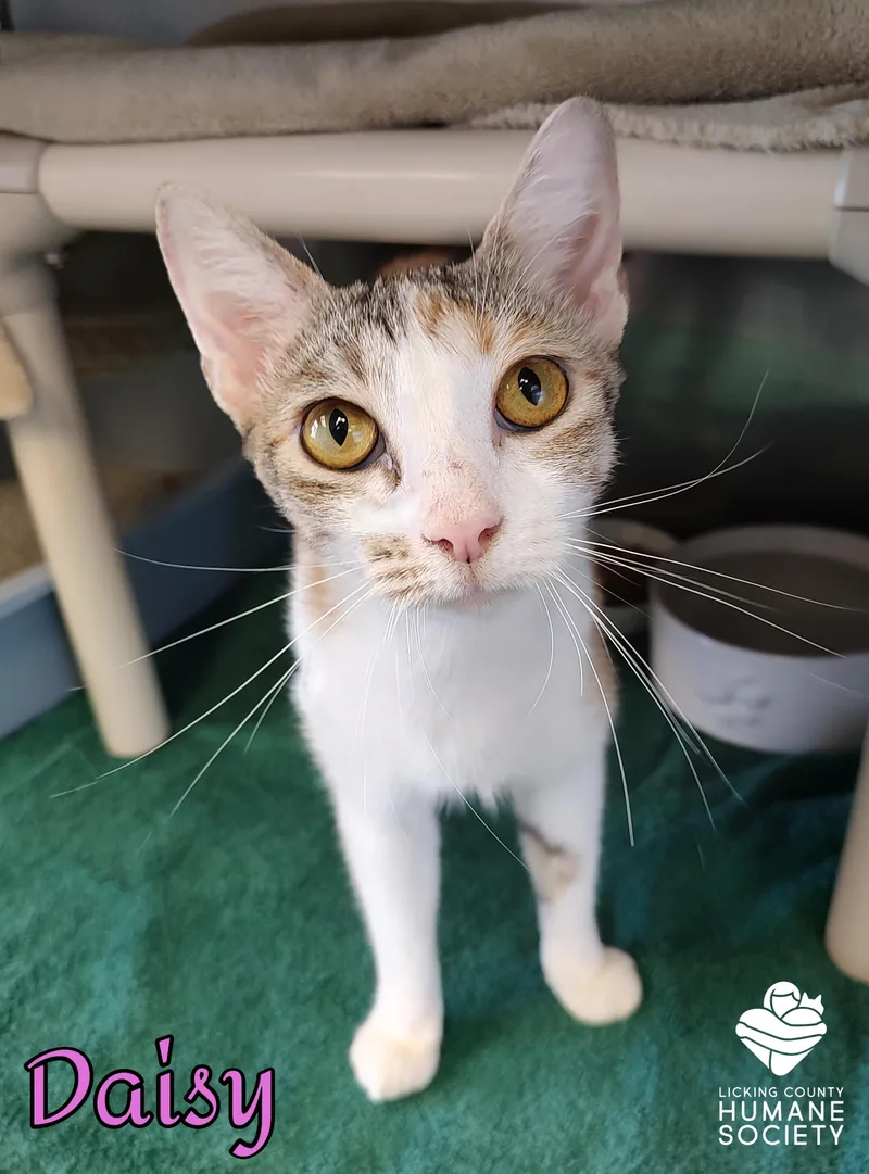 An adult medium-sized female Domestic Short Hair cat named Daisy for adoption in Heath, OH