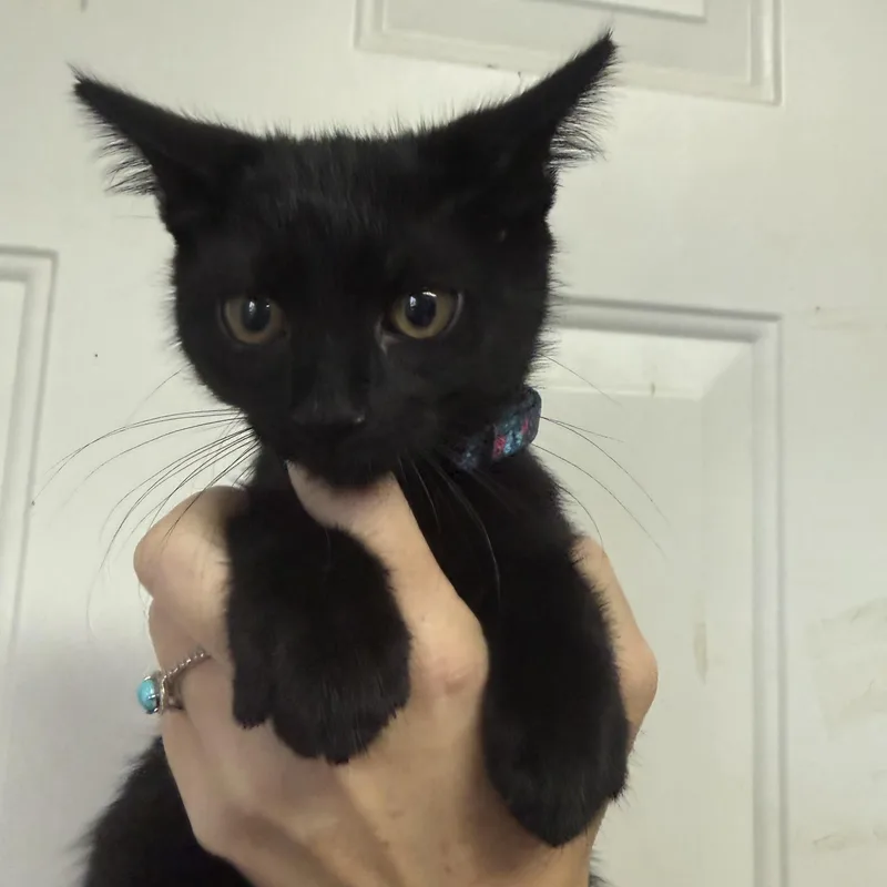 A baby medium-sized female Domestic Short Hair cat named Witches Brew for adoption in Columbia, SC