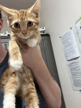 A baby small-sized male Domestic Short Hair cat named Amoeba for adoption in Sacramento, CA