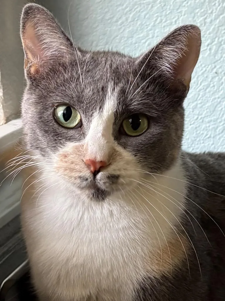 A young medium-sized female Dilute Calico Calico cat named Stella for adoption in Houston, TX