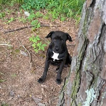 A young medium-sized male Black American Staffordshire Terrier dog named Davie for adoption in Cumberland, RI