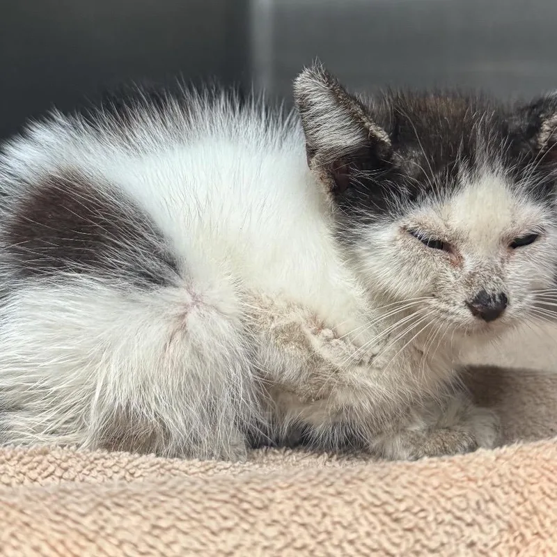 A baby small-sized female White Domestic Medium Hair cat named Sir Champ for adoption in Austin, TX