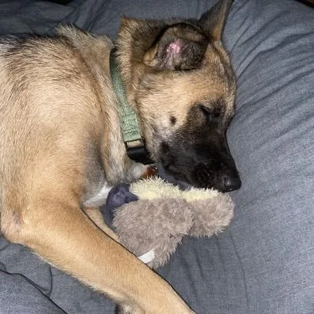 An adult large-sized female Apricot / Beige German Shepherd Dog dog named Mila for adoption in Van Horne, IA