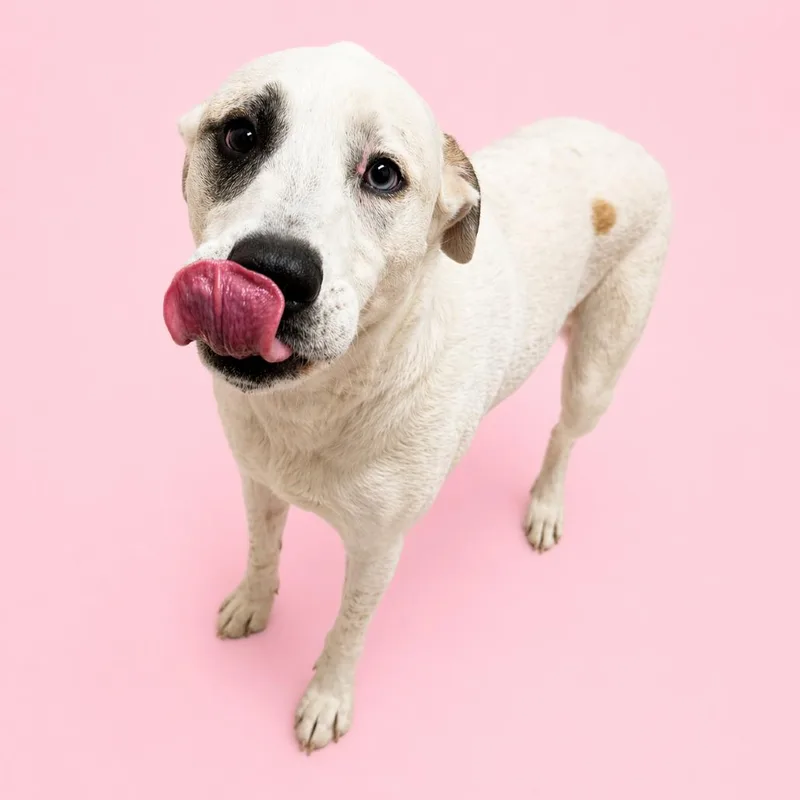 An adult large-sized female White / Cream Great Pyrenees dog named Dolly for adoption in Concord, NC