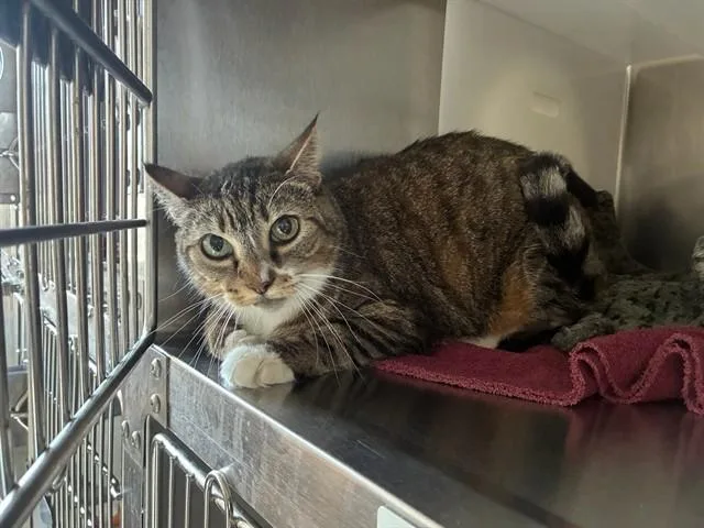 An adult medium-sized female Domestic Short Hair cat named Grace for adoption in Santa Maria, CA