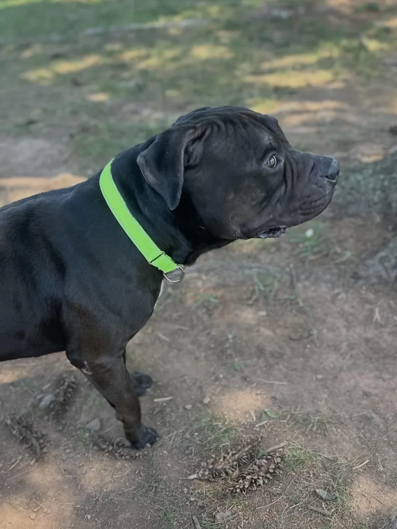 An adult medium-sized male Black Pit Bull Terrier dog named Jax for adoption in Somerset, NJ
