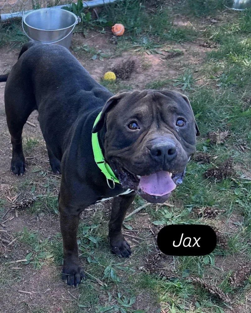 Jax thumbnail 2