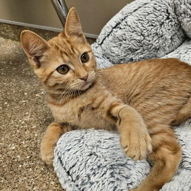 Marmalade