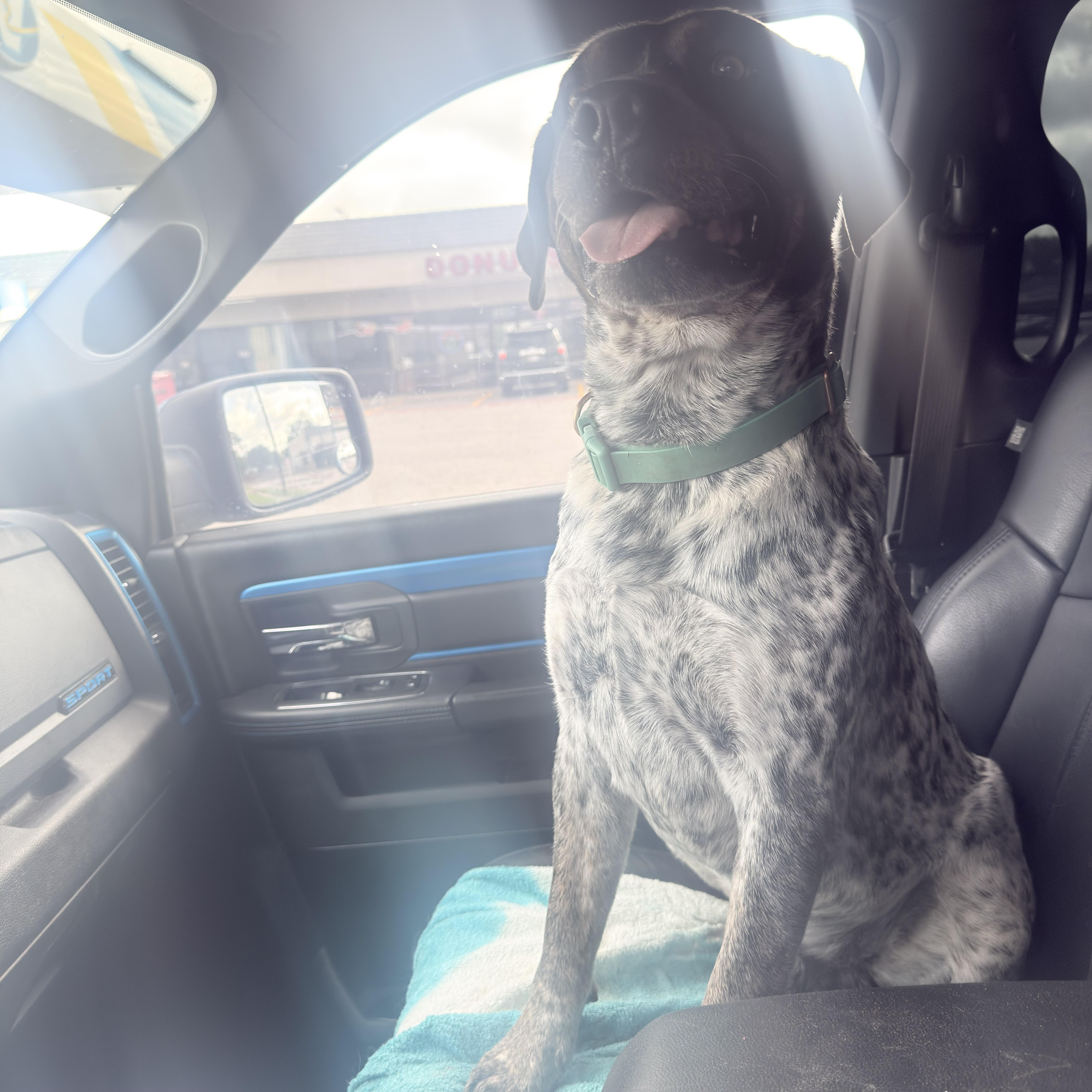 Roscoe thumbnail 2