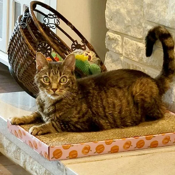 An adult small-sized female Domestic Short Hair cat named Dolce for adoption in Des Moines, IA