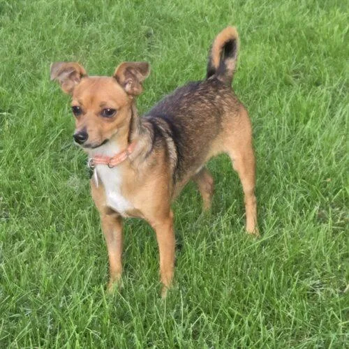 An adult small-sized male Chihuahua dog named Ollie for adoption in Lincolnshire, IL