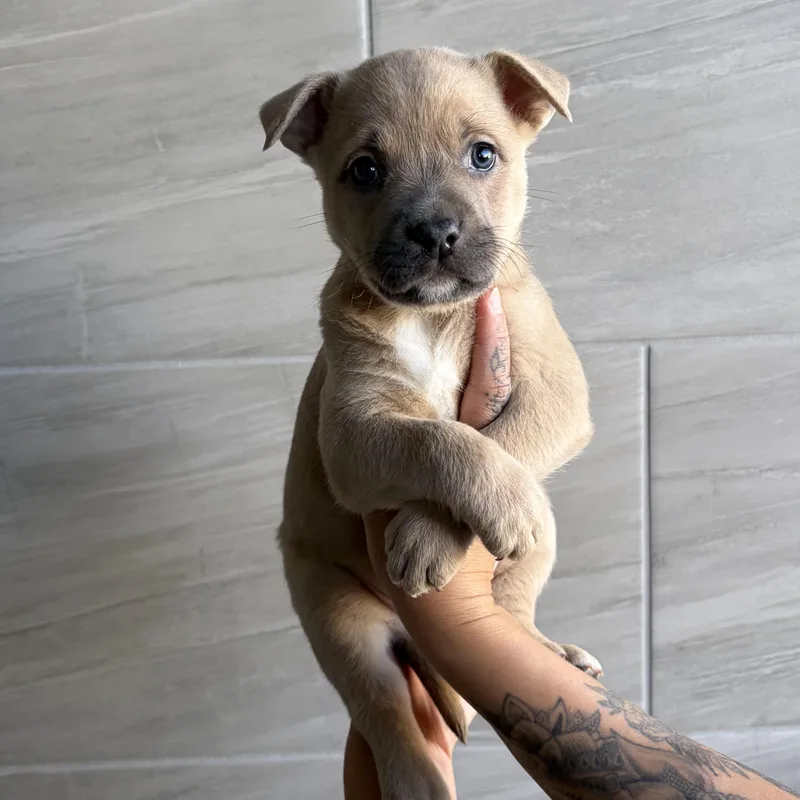 A baby medium-sized female Mixed Breed dog named Puma for adoption in Henderson, NV