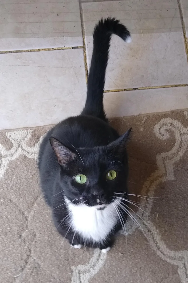 A senior large-sized male Domestic Short Hair cat named Target CP for adoption in New Baltimore, MI