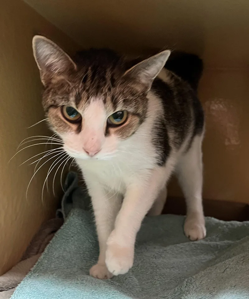 An adult medium-sized female Domestic Short Hair cat named Ducky for adoption in Herndon, VA