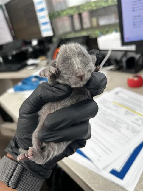 A baby medium-sized male Domestic Medium Hair cat named Nemo for adoption in Dallas, TX
