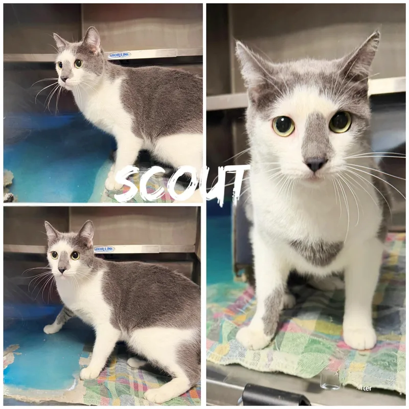 An adult medium-sized male Gray & White Domestic Short Hair cat named Scout for adoption in Saint James, MO