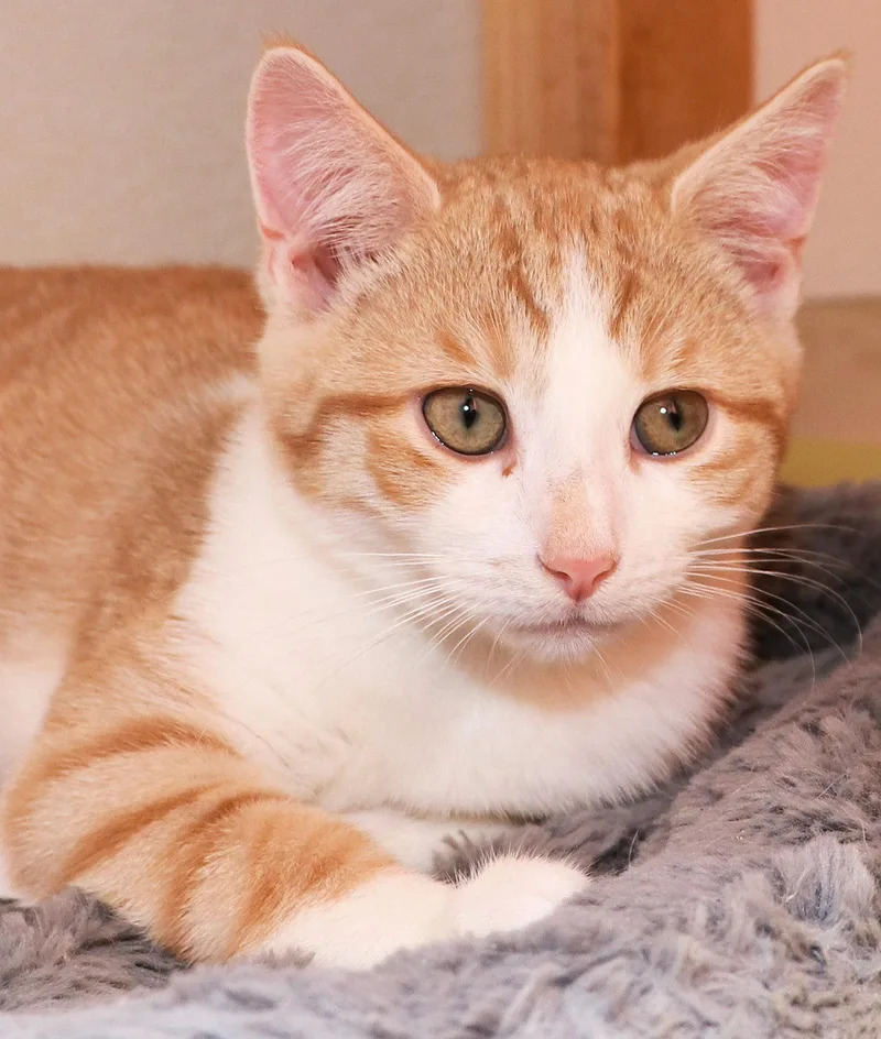 A baby medium-sized male Orange & White Domestic Short Hair cat named Lime for adoption in Cincinnati, OH