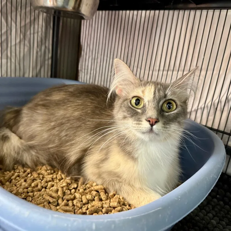An adult small-sized female Calico Domestic Medium Hair cat named Princess Diana for adoption in Fredericksburg, TX