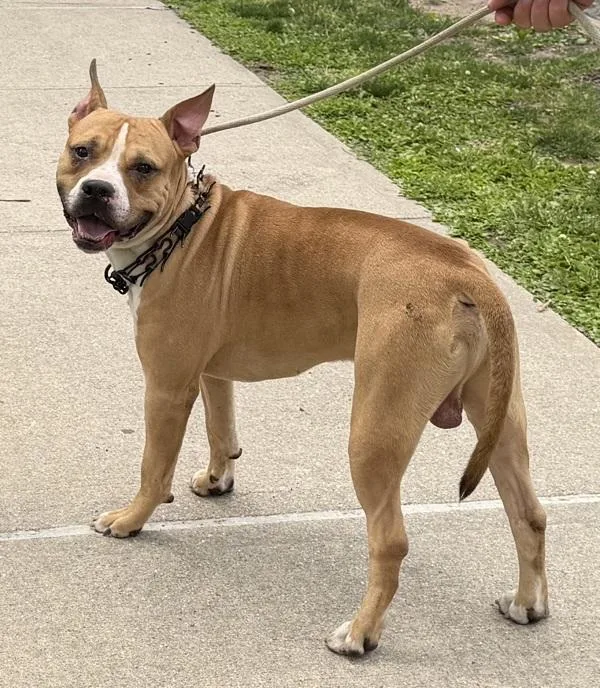 An adult large-sized male Mixed Breed dog named Jovan for adoption in Staten Island, NY