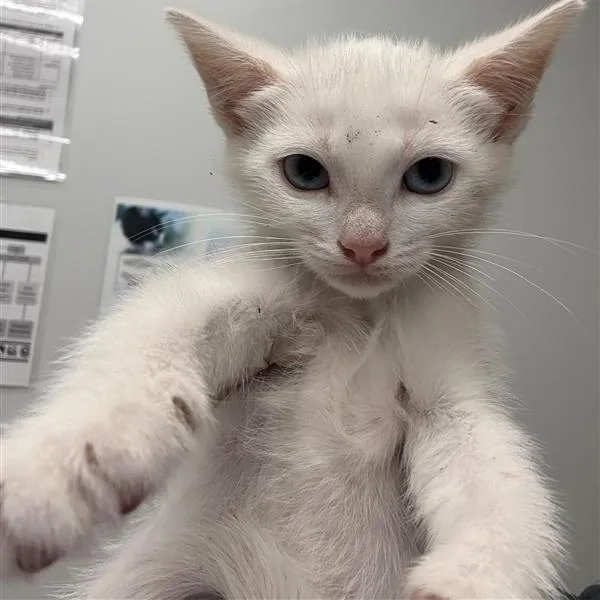 A baby small-sized female White Domestic Short Hair cat named Laalaa for adoption in Jacksonville, FL