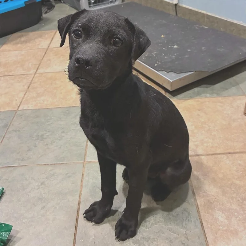 A young small-sized female Black Mixed Breed dog named Cassie for adoption in Chattanooga, TN