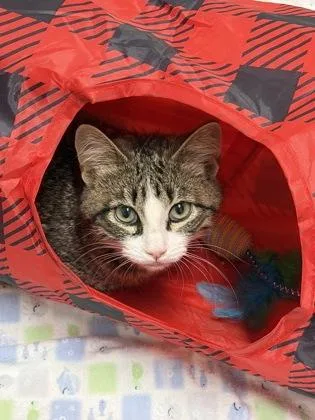 A baby medium-sized male Domestic Short Hair cat named Luis for adoption in West Chester, PA