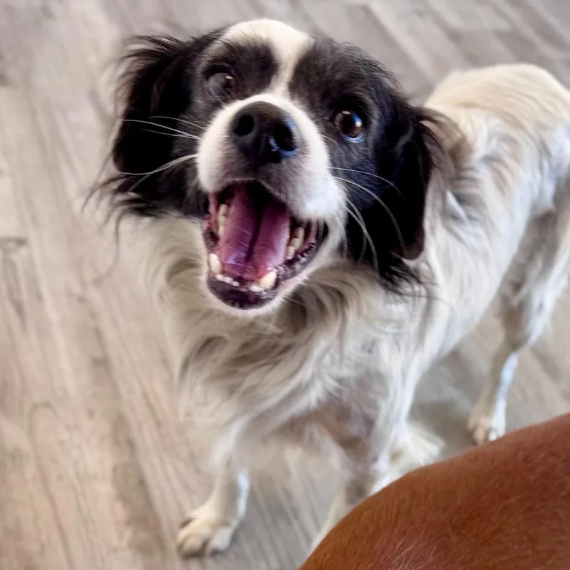 An adult small-sized male White / Cream Terrier dog named Tiki for adoption in Green Bay, WI
