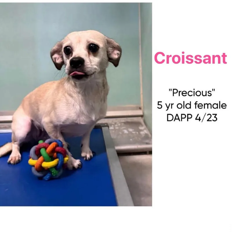 An adult small-sized female Yellow / Tan / Blond / Fawn Chihuahua dog named Croissant for adoption in Spring Hill, KS