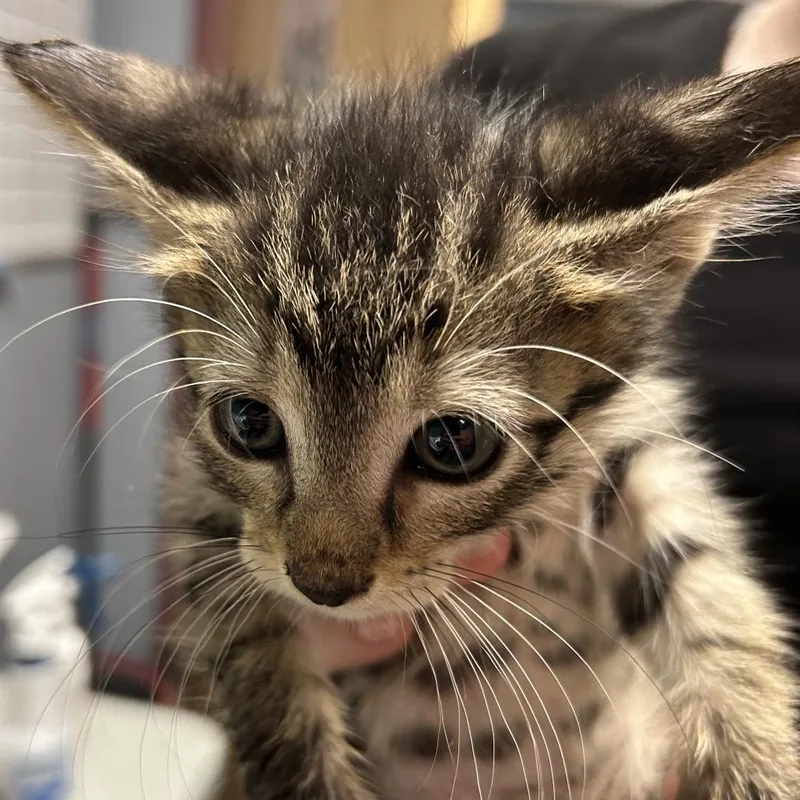 A baby small-sized male Gray / Blue / Silver Domestic Short Hair cat named Walle for adoption in St Joseph, MO