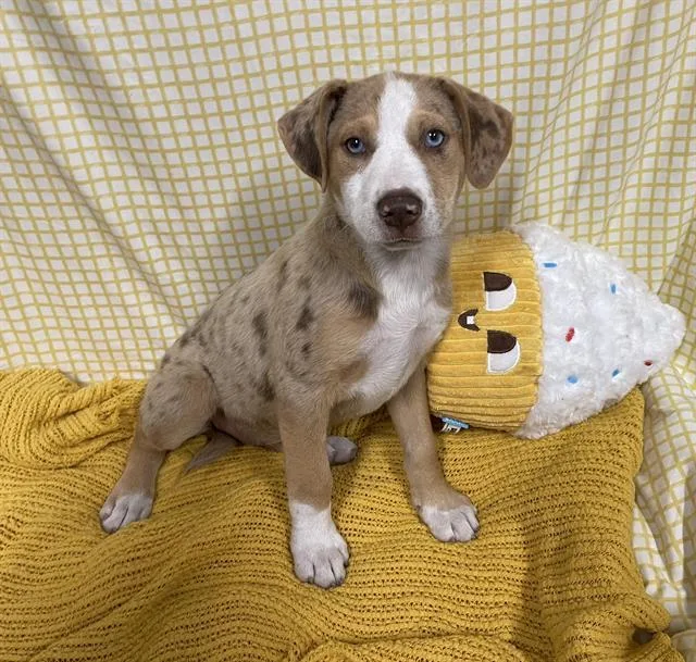 A baby small-sized female Australian Shepherd dog named A for adoption in Modesto, CA