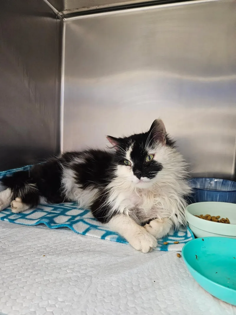 An adult medium-sized male Black & White / Tuxedo Domestic Long Hair cat named Fenway for adoption in Mansfield, OH