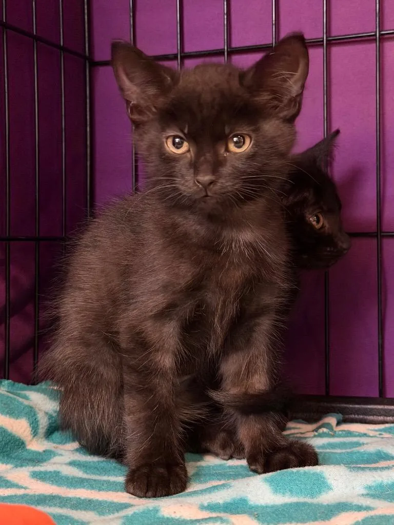 A baby medium-sized male Domestic Short Hair cat named Babydoll Top for adoption in Cincinnati, OH