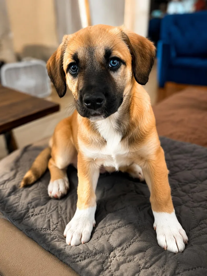 A baby large-sized female Brown / Chocolate Mixed Breed dog named Palmer June for adoption in Kenosha, WI