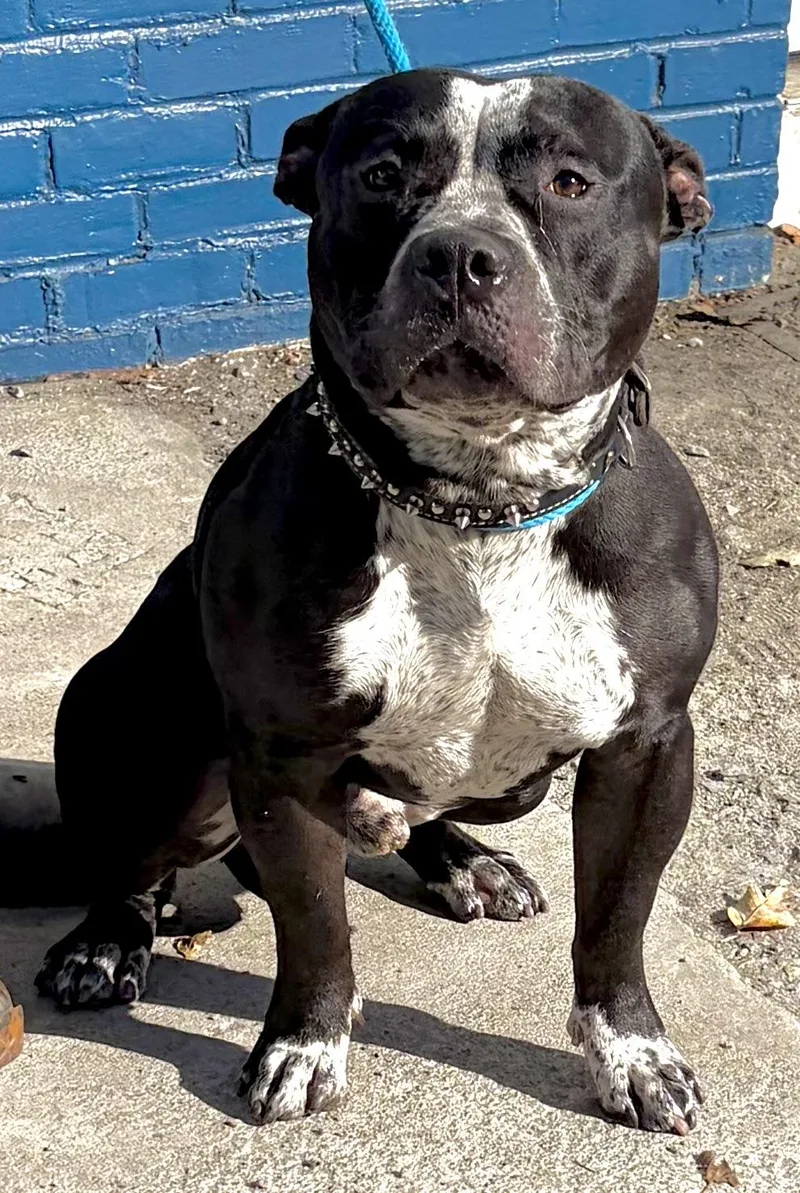 A young large-sized male American Bully dog named Shy for adoption in McKeesport, PA