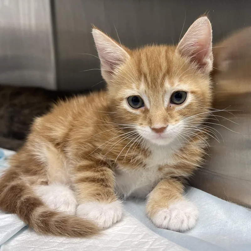 A baby small-sized male Orange / Red Domestic Short Hair cat named Robin Hood for adoption in Clearwater, FL