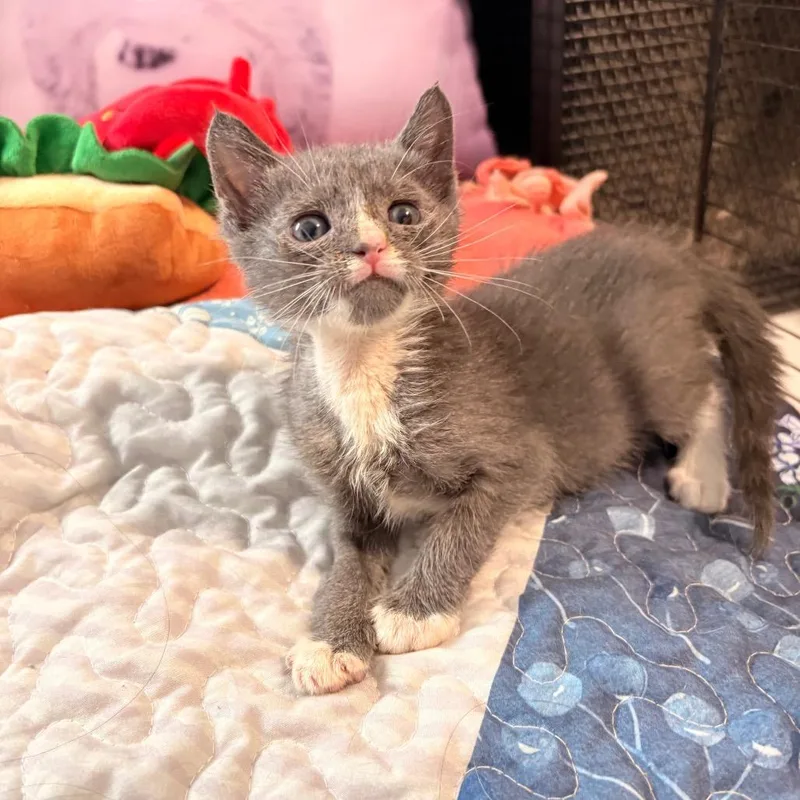 A baby small-sized male Gray / Blue / Silver Domestic Short Hair cat named Isaac for adoption in New York, NY
