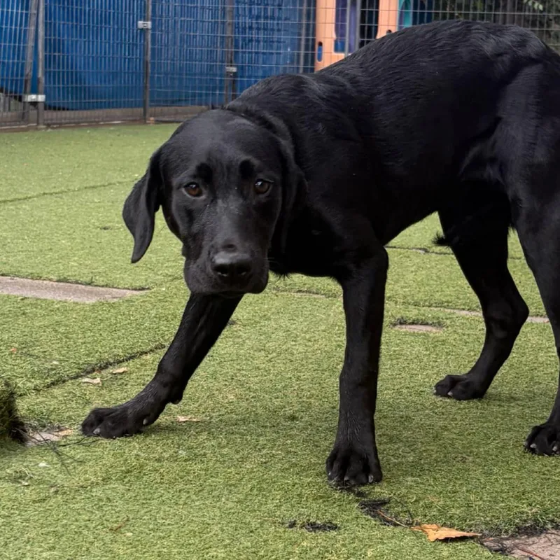 A baby medium-sized female Black Labrador Retriever dog named Susie for adoption in Grand Junction, CO