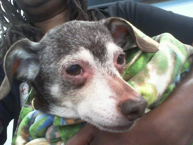 A senior small-sized female Chihuahua dog named A for adoption in Charlotte, NC