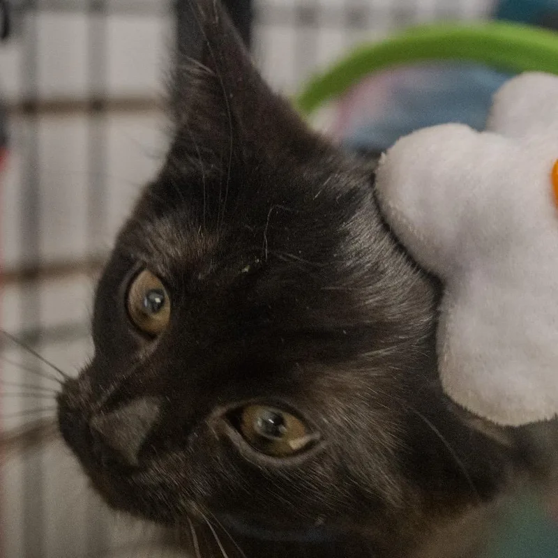 A baby small-sized male Black Domestic Medium Hair cat named Jiji for adoption in Pawling, NY