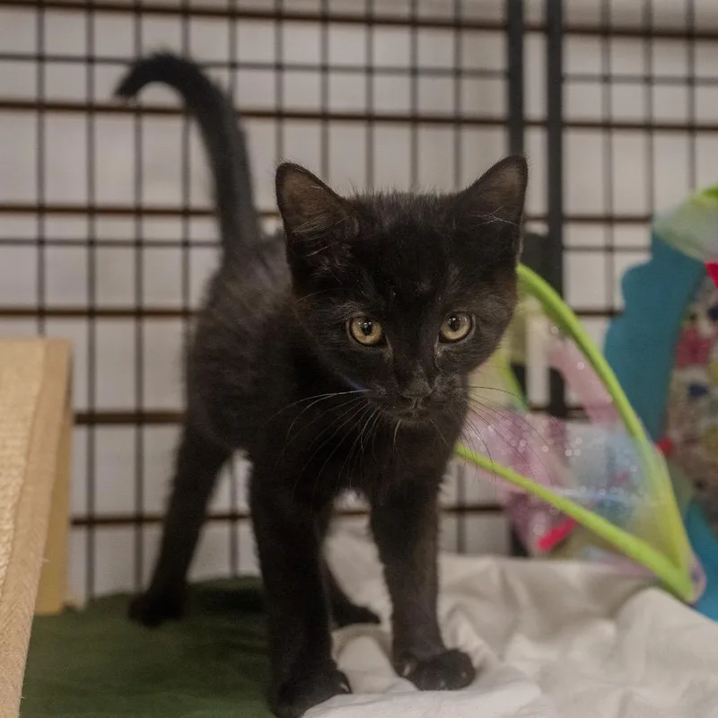 Jiji thumbnail 3