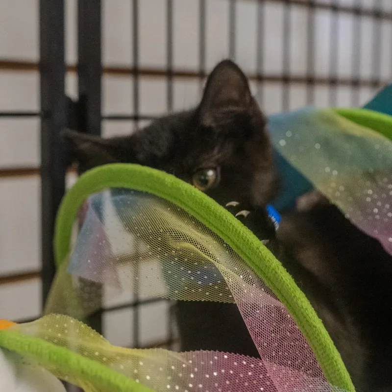 Jiji thumbnail 4
