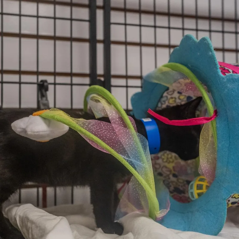 Jiji thumbnail 5
