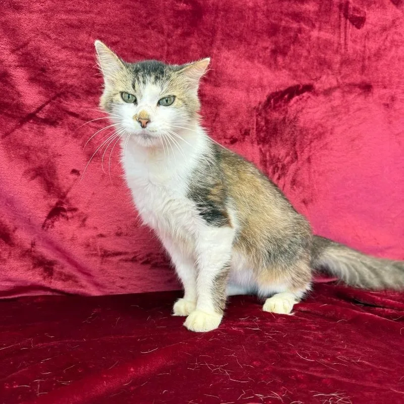 An adult small-sized male Domestic Long Hair cat named Lemon for adoption in Benld, IL
