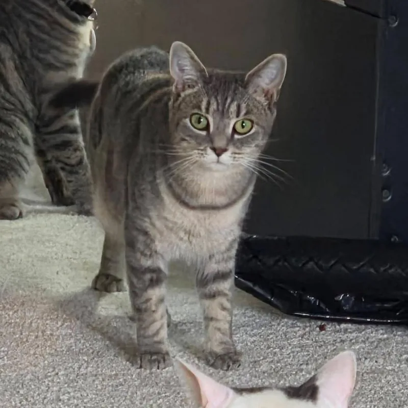 A young medium-sized female Tabby (Gray / Blue / Silver) Domestic Short Hair cat named Naya for adoption in Bridgeville, PA