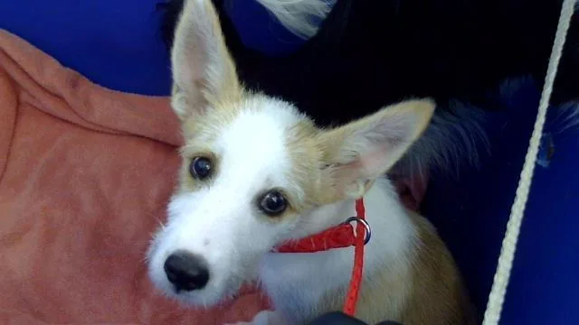 A young small-sized female Mixed Breed dog named Jade for adoption in Dallas, TX