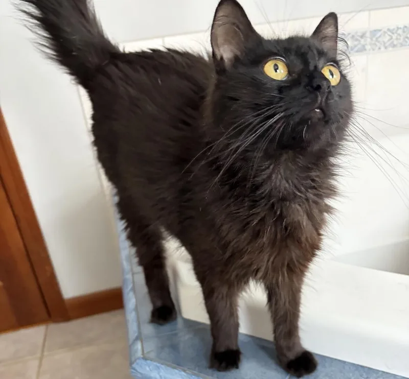 An adult medium-sized female Black Domestic Long Hair cat named Coco for adoption in North Babylon, NY