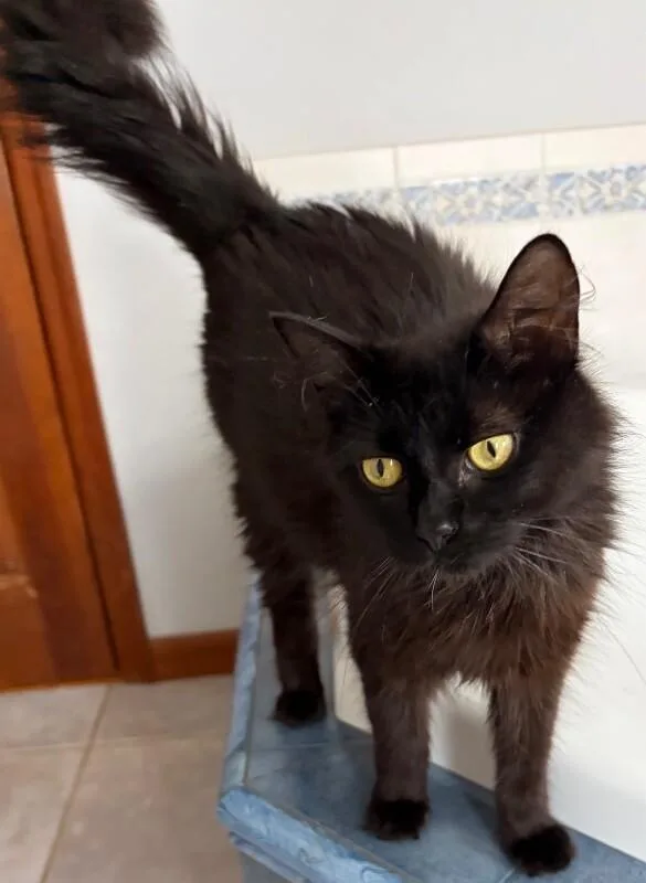 Coco thumbnail 3