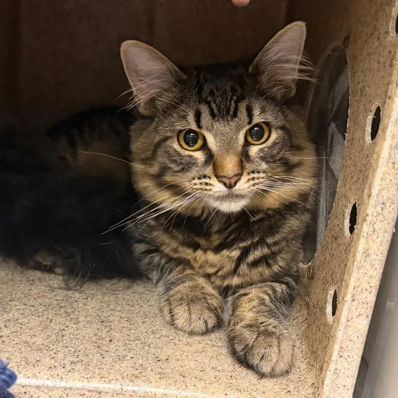 A young medium-sized male Brown / Chocolate Domestic Short Hair cat named Critta for adoption in Philadelphia, PA